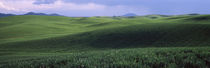 Wheat field on a rolling landscape, near Pullman, Washington State, USA von Panoramic Images