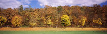 Trees in a forest, Baden-Württemberg, Germany von Panoramic Images
