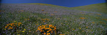 Wildflowers on a hillside, California, USA by Panoramic Images