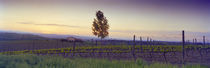 Tree in a vineyard, Val D'Orcia, Siena Province, Tuscany, Italy von Panoramic Images