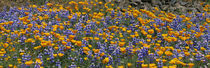 California Golden Poppies and Bush Lupines, Table Mountain, California, USA by Panoramic Images