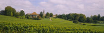 WIne country with buildings in the background, Village near Geneva, Switzerland von Panoramic Images