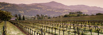 Vineyard on a landscape, Asti, California, USA