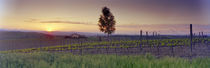 Tree in a vineyard, Val D'Orcia, Siena Province, Tuscany, Italy von Panoramic Images