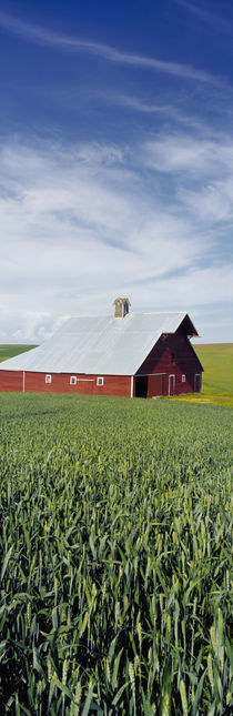Barn in a wheat field, Washington State, USA von Panoramic Images