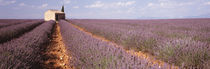Lavender Field, Valensole Province, France by Panoramic Images