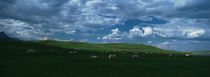 Charolais cattle grazing in a field, Rocky Mountains, Montana, USA by Panoramic Images