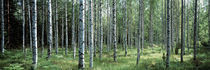 White Birches Aulanko National Park Finland von Panoramic Images