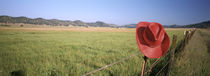 USA, California, Red cowboy hat hanging on the fence von Panoramic Images