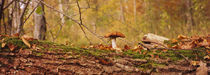 Mushroom on a tree trunk, Baden-Wurttemberg, Germany by Panoramic Images