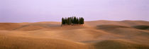 Trees on a rolling landscape, Tuscany, Italy von Panoramic Images