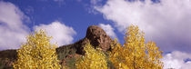 Low angle view of aspen trees in autumn, Colorado, USA von Panoramic Images