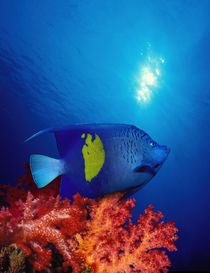 Yellow-Banded angelfish (Pomacanthus maculosus) with soft corals in the ocean by Panoramic Images