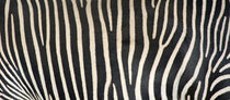 Grevey's Zebra Stripes by Panoramic Images