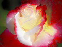 Rose - Roses of California von Eye in Hand Gallery