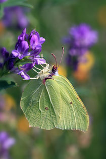 Schmetterling von Falko Follert
