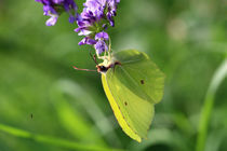 Der Gelbe Schmetterling von Falko Follert