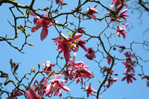 Magnolia Bloom by Mike Greenslade