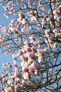 Magnolia Bloom by Mike Greenslade