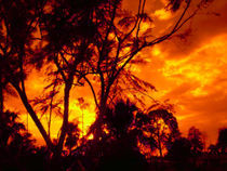 Firey Southern Sky by Yvonne M Remington