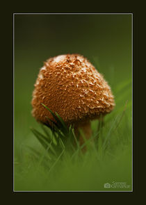 Orange Mushroom by Sameer Karmarkar
