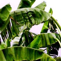 Banana Leaf by tawin-qm