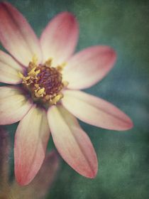 summerflower by Priska  Wettstein
