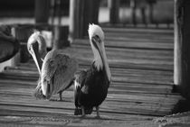 The Pelicans von Rebecca Shaw