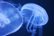 Electric Jellyfish von Rebecca Shaw