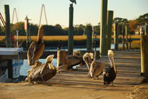 Pelicans Wait by Rebecca Shaw