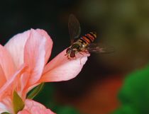 eine Fliege auf der Geranienblüte von theresa-digitalkunst