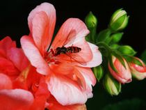 Fliege auf der Geranienblüte von theresa-digitalkunst