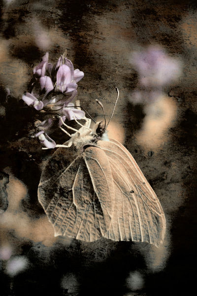 Schmetterling-art