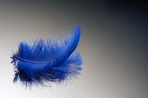 Blue Feather by Stefan Nielsen