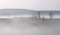 Misty Morning von Stephen Williams