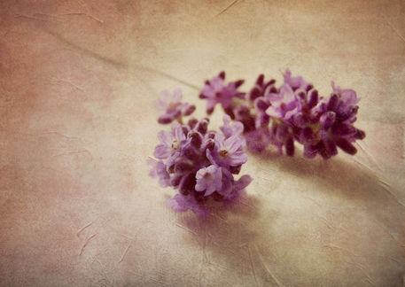 Lavender3