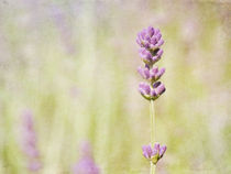 summer with lavender von Franziska Rullert