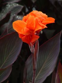 Canna-Hibitus-indische Pflanze von theresa-digitalkunst