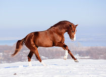 Russian Don horse in winter by Tamara Didenko