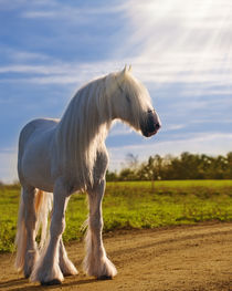 White Shire horse on sunset by Tamara Didenko