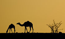 Camels near Be'er Sheva, Israel by Yossi Rabby