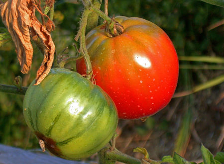 Pomodori-campanese
