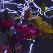 Flower lights by Max Nemo Mertens