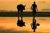 Buffalo on the beach by Waraporn Sang-Arwut