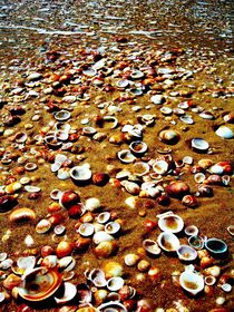 How many sea shells do you count? by Karina Stinson