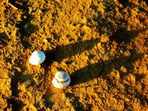 Snail Shells in the Desert von Karina Stinson