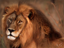 Lion by Mazhar Sadiq