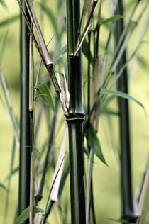Bambus von Susann Mielke