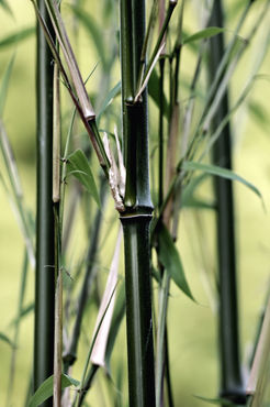 Bambus-3