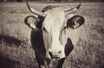 cow  by Dragos Malaescu